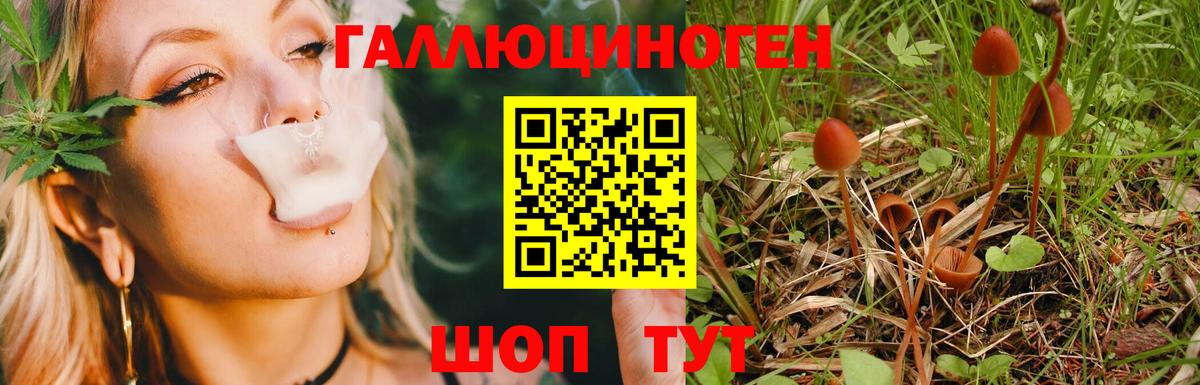 Галлюциногенные грибы Psilocybe Якутск